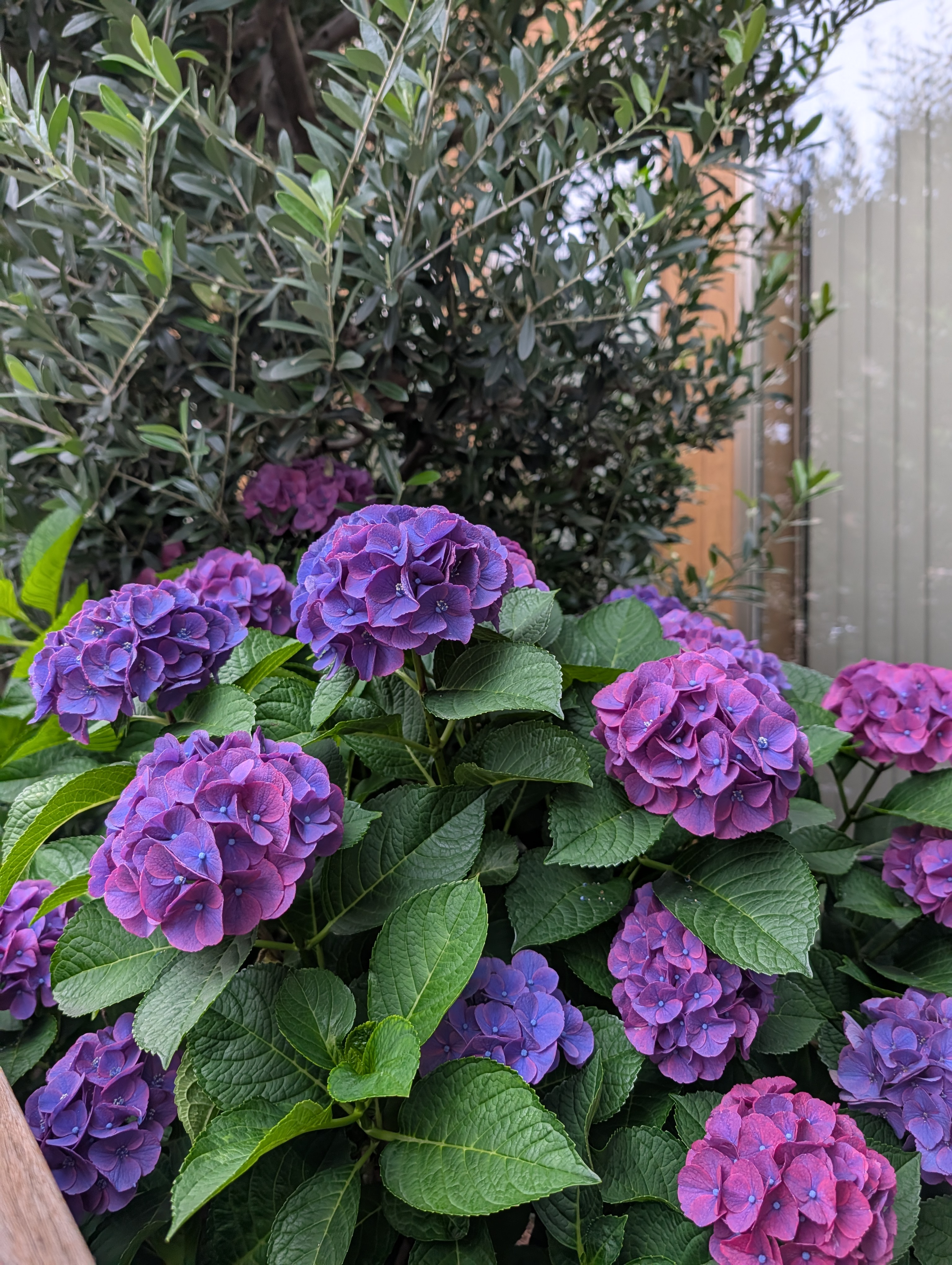 紫陽花